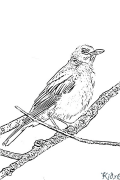 European robin Printable Coloring Nplooj Ntawv